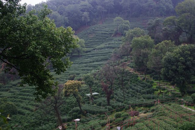 雨中上山探西湖茶園