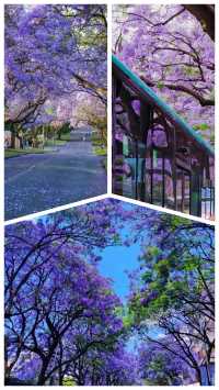 春城限定浪漫｜藍花楹漫遊指南