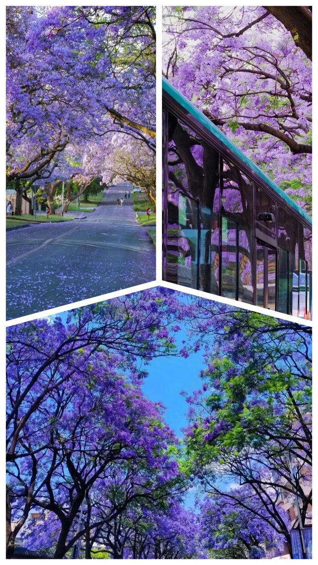 春城限定浪漫｜藍花楹漫遊指南