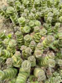 深圳仙湖植物園踏青
