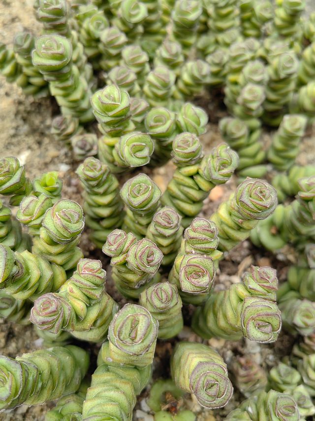 深圳仙湖植物園踏青