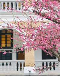 捕捉春日的第一場盛開，每一瓣都是光影的詩