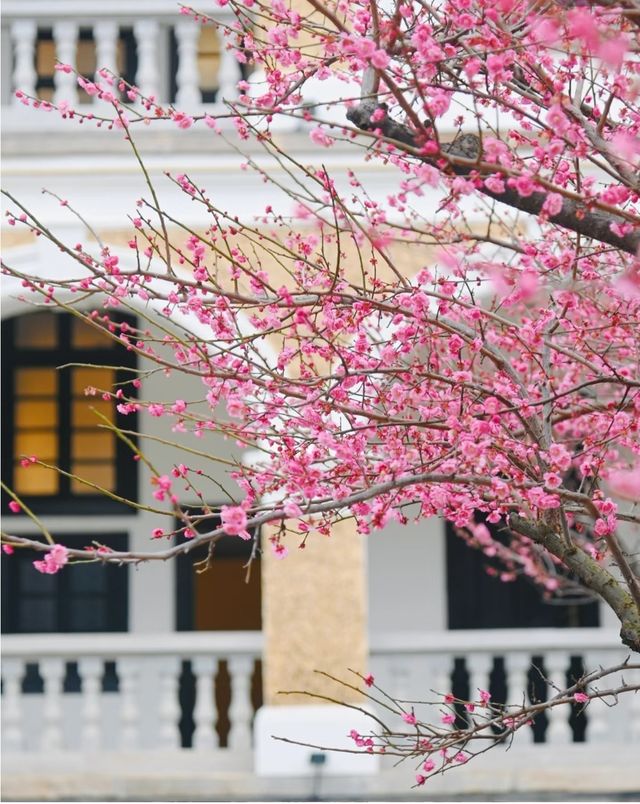 捕捉春日的第一場盛開，每一瓣都是光影的詩