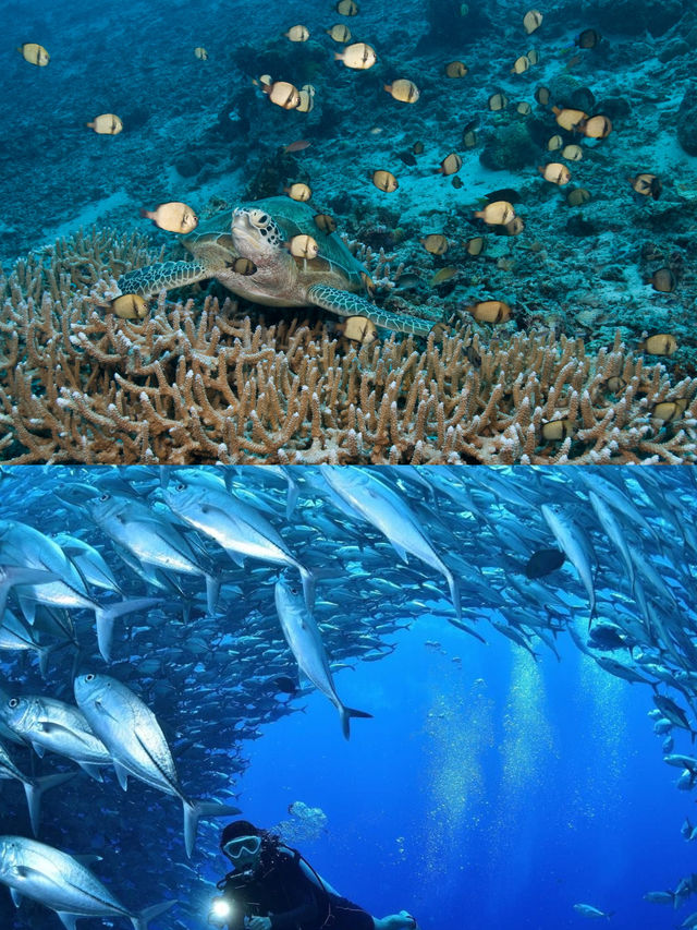 馬來西亞海島決賽圈！熱浪島仙本那全面對比