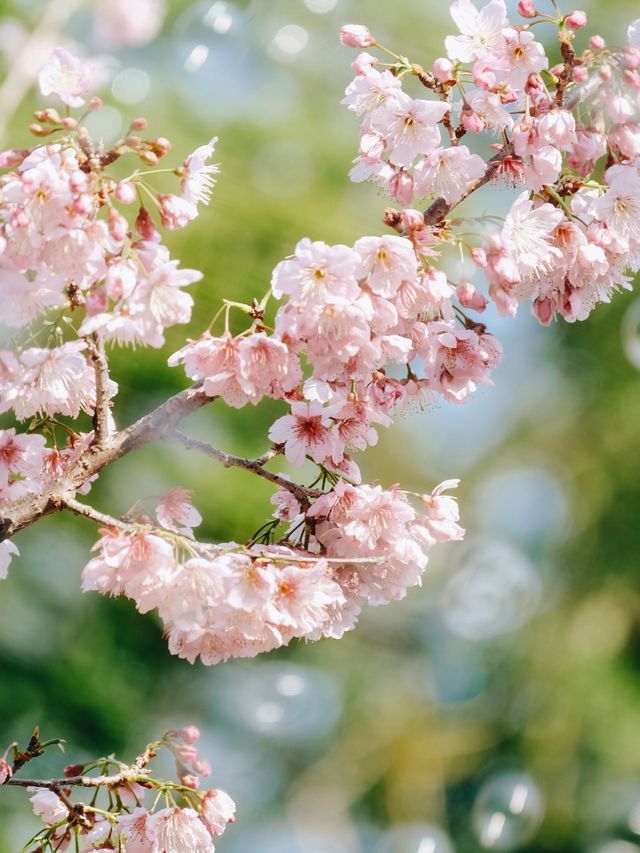 沒見過櫻花海的春天是不完整的～