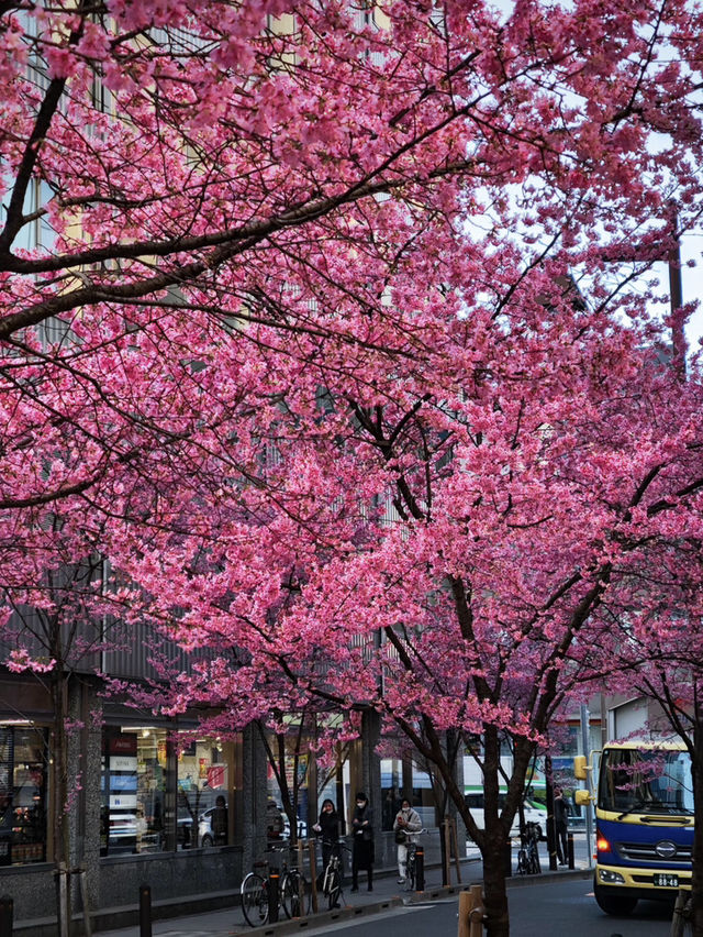 🌸日本橋三越 | 浪漫櫻花已盛大開幕