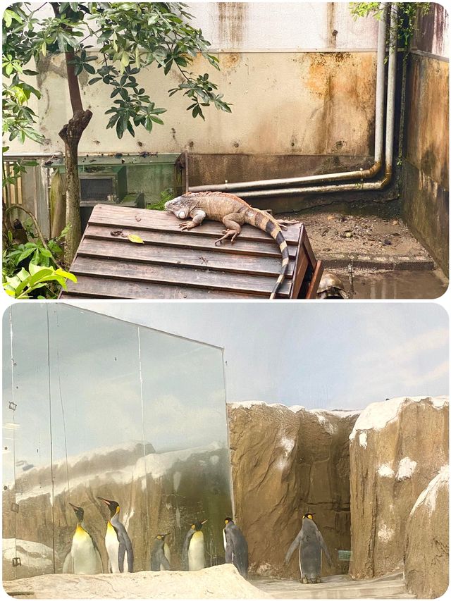 台北動物園超全遊玩攻略來啦！