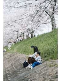 Discover the Hidden Cherry Blossom Gem of Saho River in Nara