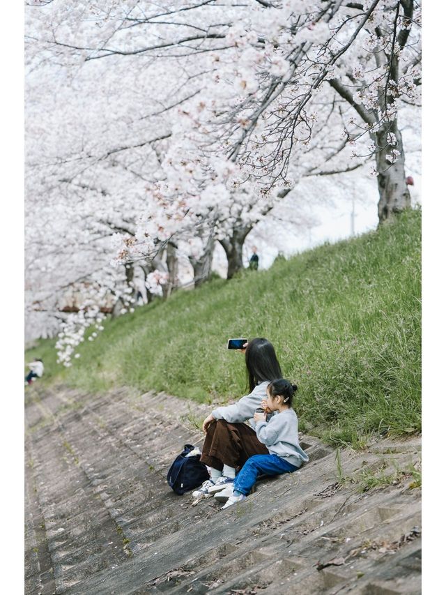Discover the Hidden Cherry Blossom Gem of Saho River in Nara