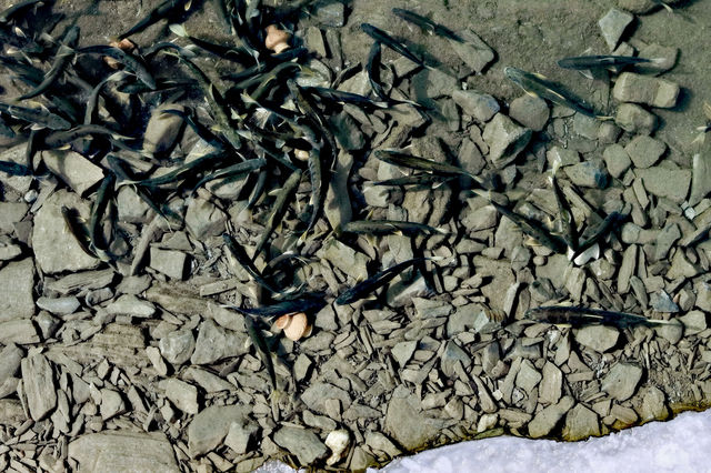 青海湖開湖季