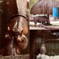 胡志明西貢動物園及其周邊