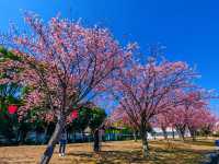 在日本四國德島中央公園欣賞櫻花
