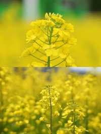 江西上饒賞油菜花‖打卡避坑攻略