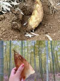 常州自駕1小時｜在奇幻雨林去班味兒！！