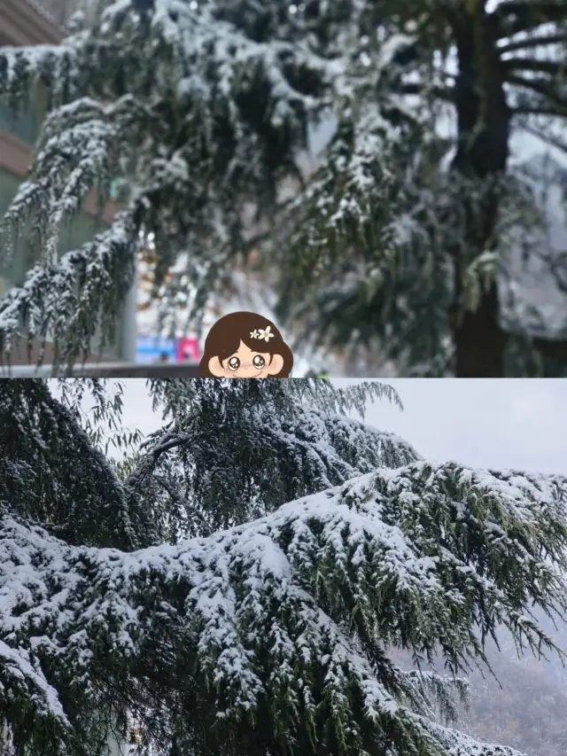 Central Plains Snow Fun, Winter Carnival, Unlock the Frozen Fairytale at Your Doorstep
