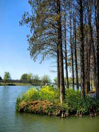 江蘇旅行 | 李中水上森林公園旅遊攻略