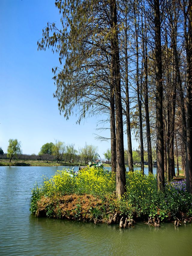 江蘇旅行 | 李中水上森林公園旅遊攻略