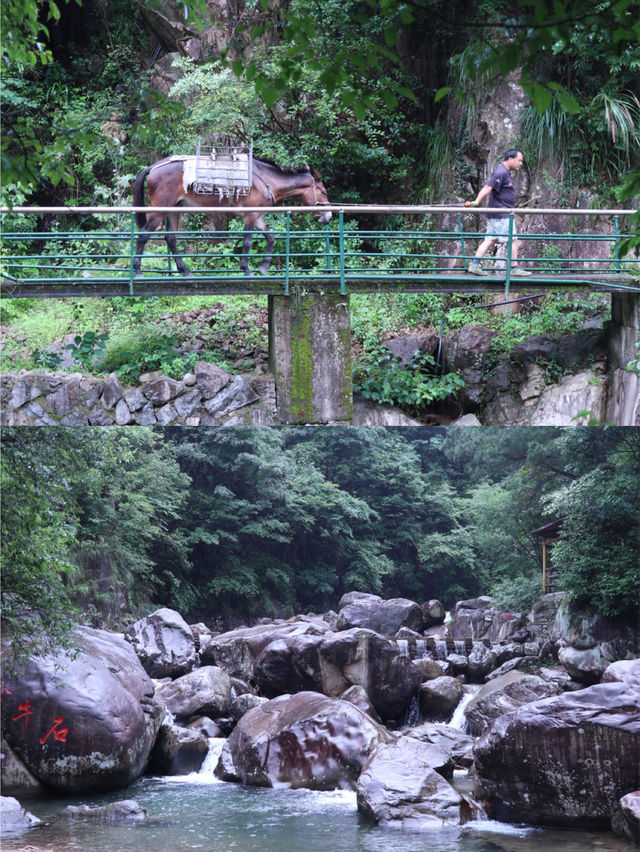 杭州旅遊｜天目山嘅深邃寧靜真係好寫意。