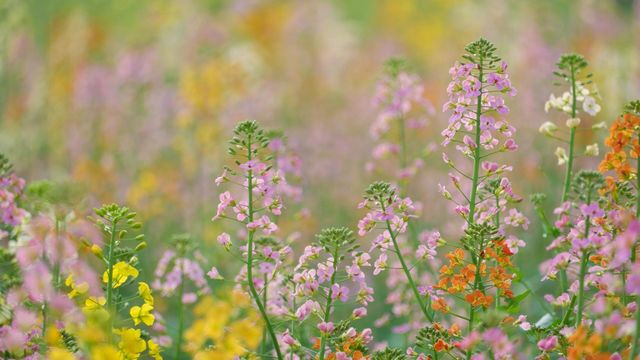 南縣羅文村旅遊｜呢一片五彩繽紛嘅油菜花係夢中嘅春天