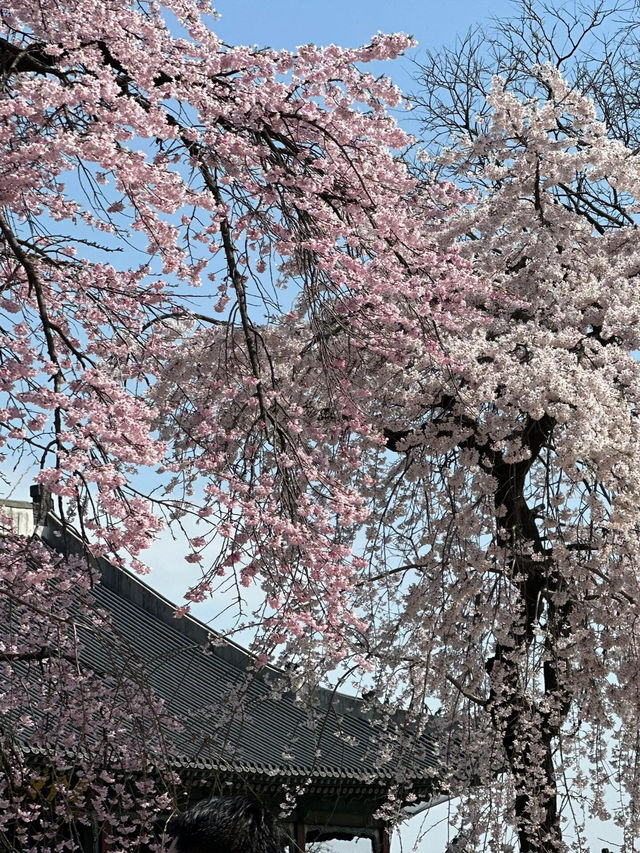 🌸愿你邂逅首爾櫻花盛開的絢爛時刻
