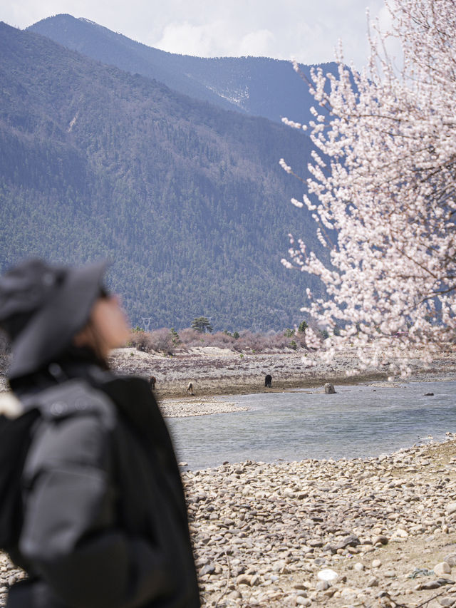 比起嘎拉桃花村，我更愛沿途的雪山和桃樹
