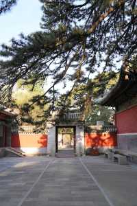 想將戒台寺嘅春天浪漫打包～