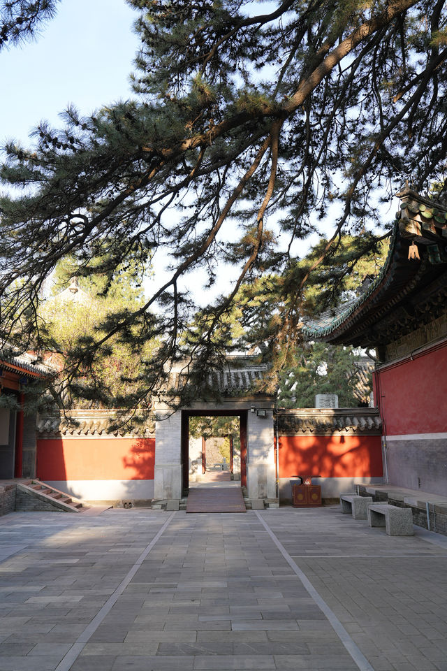 想將戒台寺嘅春天浪漫打包～