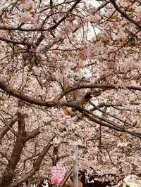 顧村公園賞早櫻