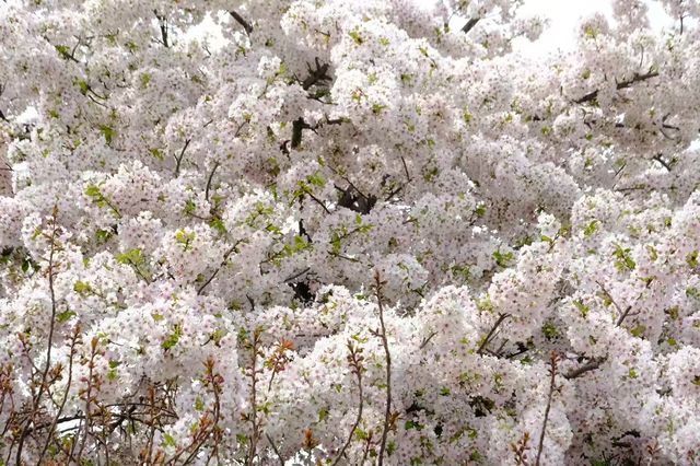 穿和服與「舞姬」共舞的粉色奇緣