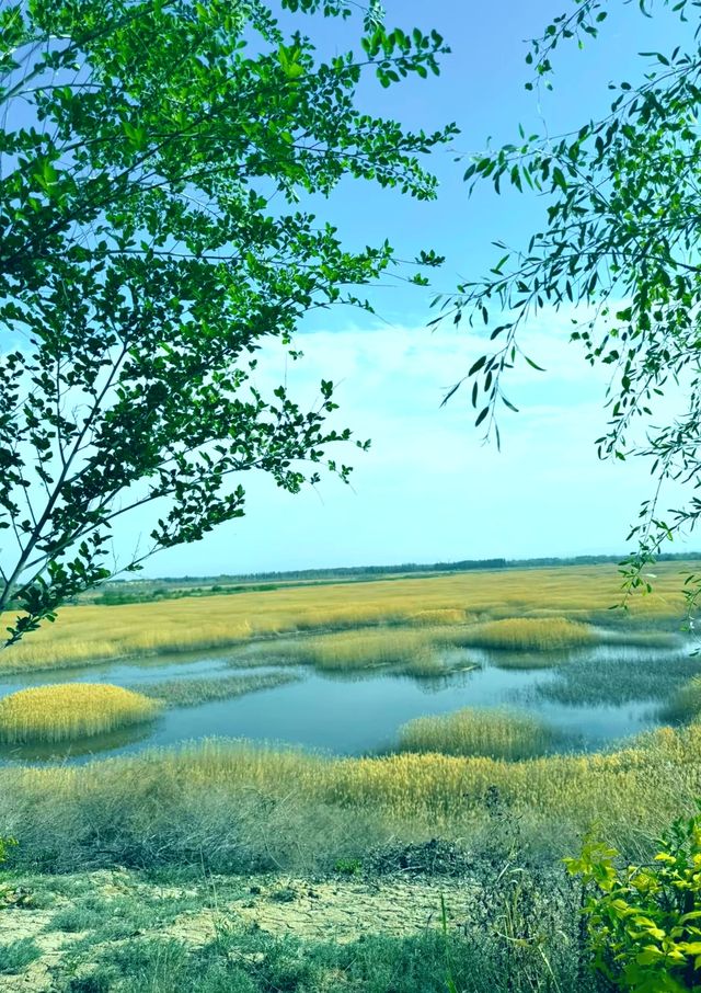 碧水藍天，候鳥天堂—瑪納斯濕地公園