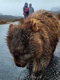 Tasmania wonders of animal kingdom #tasmania