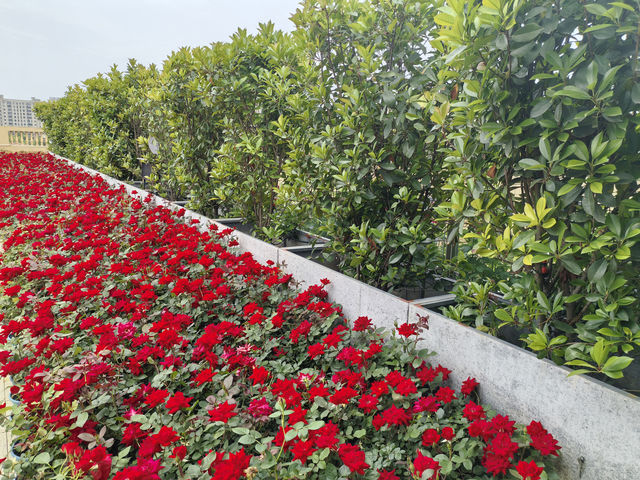 入住隨州這家花園酒店，繁花簇擁下的悠閒時光！