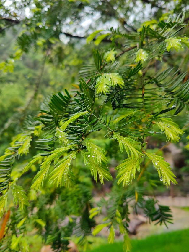 春雨中的千絲岩石文化公園