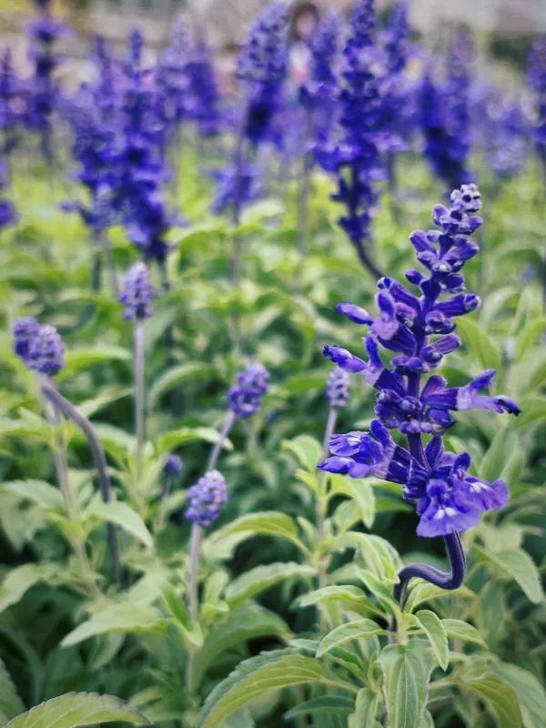 🌺 維多利亞公園花卉展：悠閒賞花的好去處