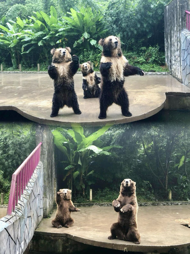 《貴州野生動物園:呢度嘅動物比你嘅前度仲難氹!》