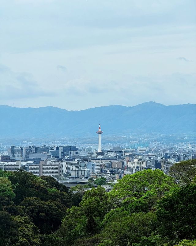 京都＆宇治雙城記，世界文化遺產之旅