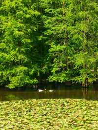 5月南京必衝燕雀湖莫奈花園睡蓮已上線🪷