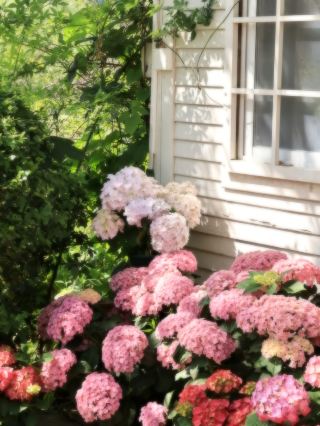 Hydrangea flower sea on May 12, 2025 ~ A trip around Guiyang