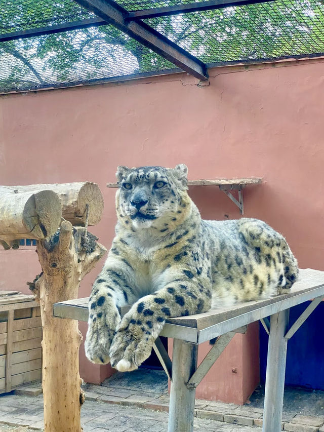 雪域邊緣的生命交響──青藏高原野生動物園