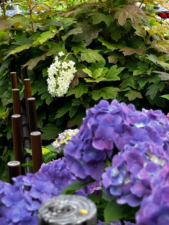 東京白山神社 | 繡球花的絕美盛宴
