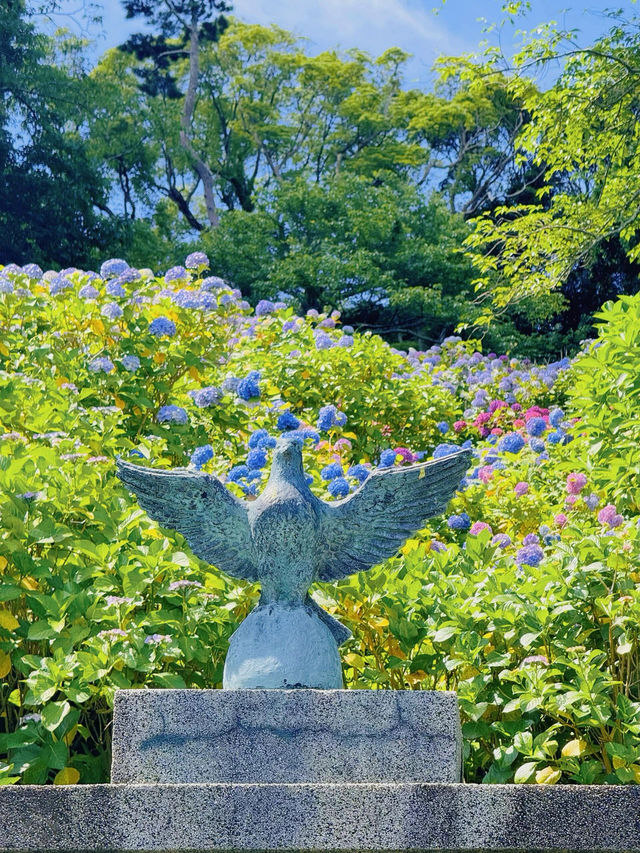 伊豆下田公園 | 繡球花的絕美盛宴