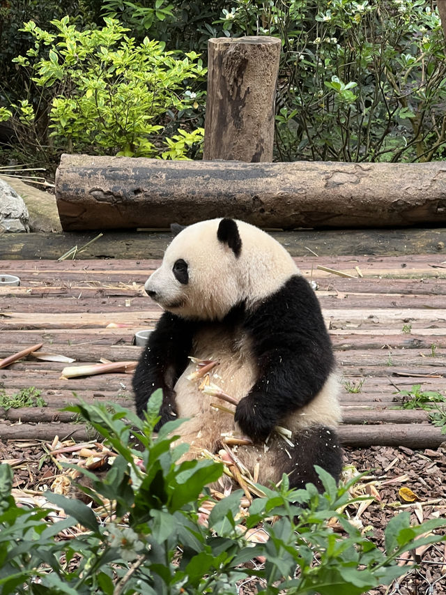 成都！喺IFS食嘢影咗靚相仲睇到花花