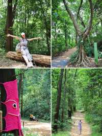 白雲山又新增行山好去處六榕小徑