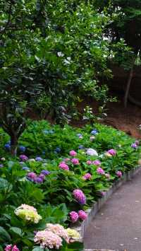 青島中山公園花溪谷