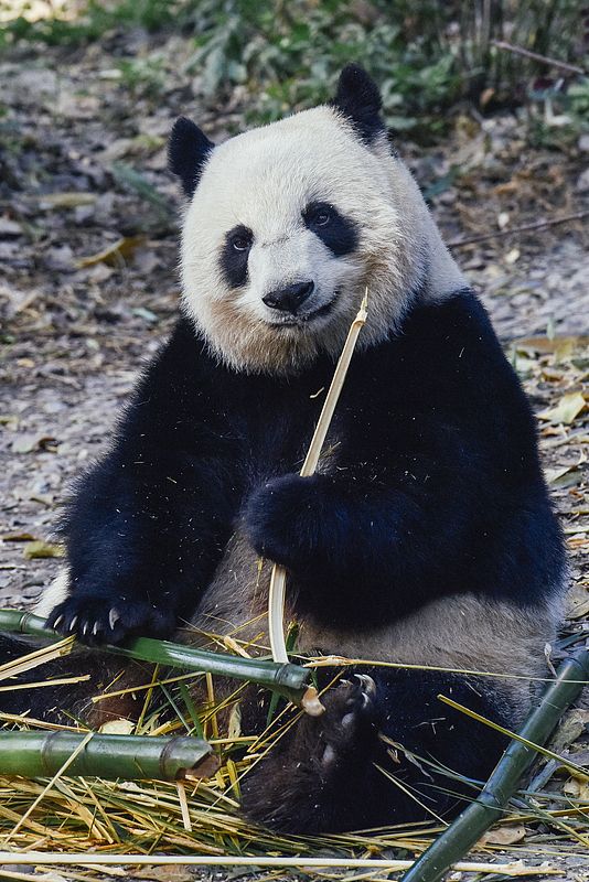 Top 9 Panda Adventures at Chengdu Research Base! 🎋🐼