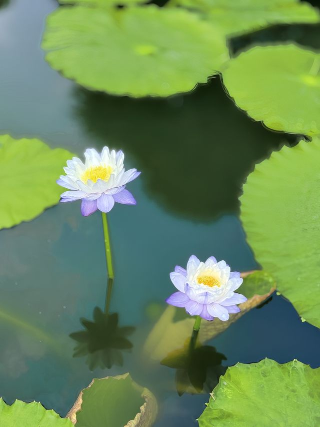 夏日炎炎好運蓮蓮🪷🪷廣州的浪漫