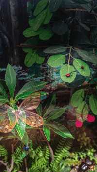 國家自然博物館逛展全攻略 從恐龍化石到非洲草原一鍵打卡