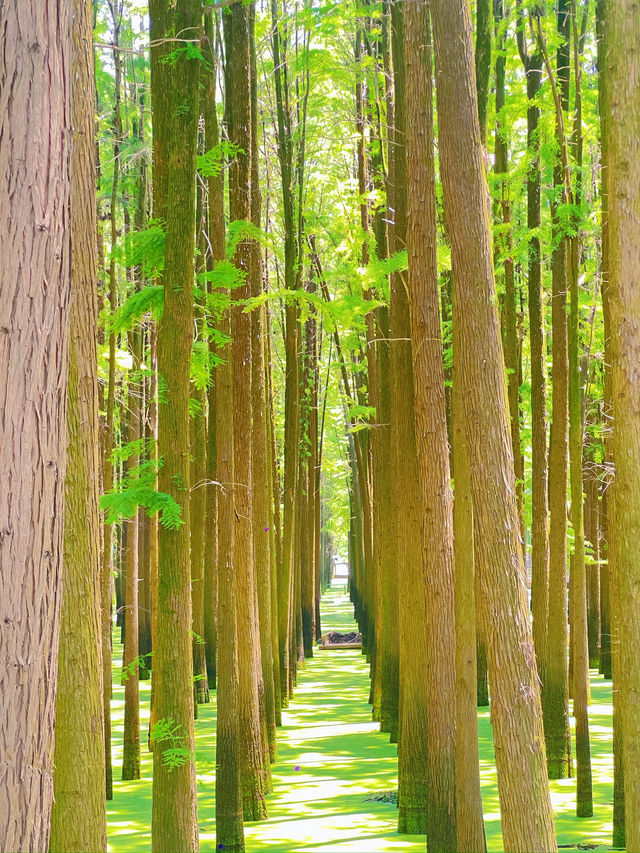 Shades of Matcha in Hangzhou 🍵 🪴 