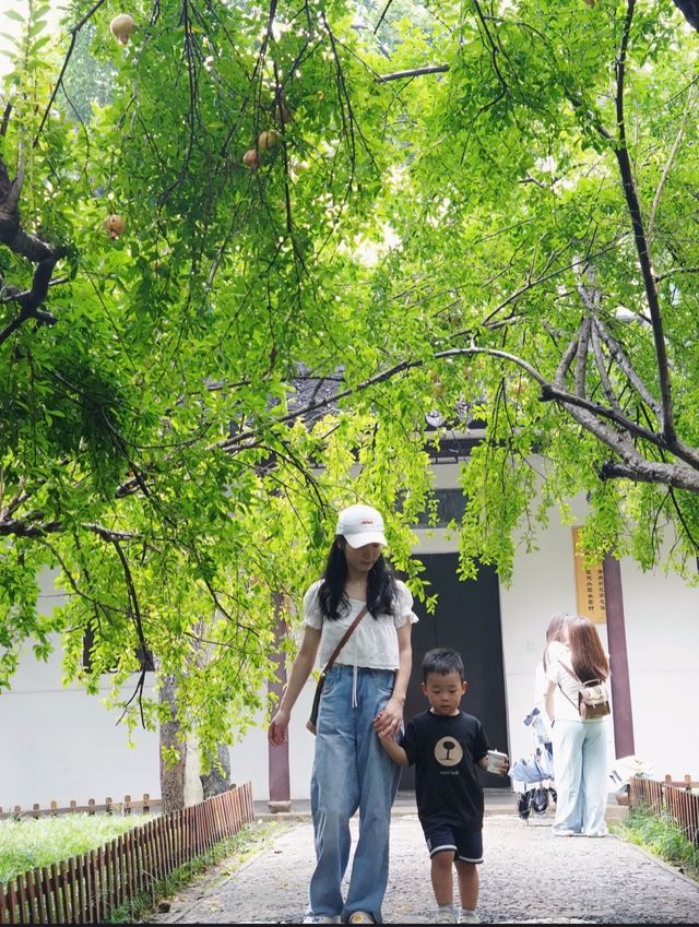 蘇州西園寺吃麵撸貓看這一篇就夠了 蘇州西園寺吃麵撸貓看這一篇就夠了
