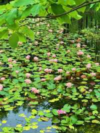 蘇州也有莫奈花園!虎丘濕地睡蓮美瘋啦